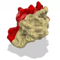 Print a Protein! (Updated Nov 2019)