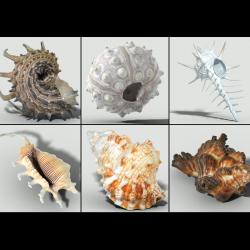 sea shells collection 3d models 【 STLFinder
