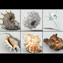 6 Sea Shell Collection Photorealistic Low-poly  3D model