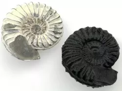 Ammonite