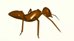 Ant