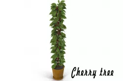 Cherry tree 3D model