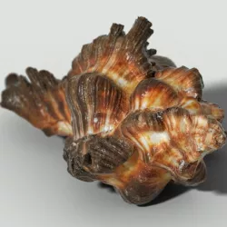 Chicoreus banksii BROWN Mollusk Sea Shell Low-poly  3D model