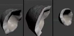 Coconut half without shell Low-poly  3D model