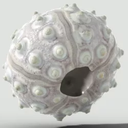 Echinoidea Sputnik Sea Urchin Low-poly  3D model