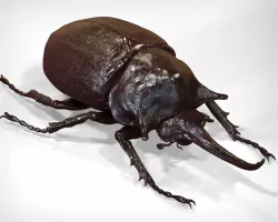 Elephant Beetle 3D model