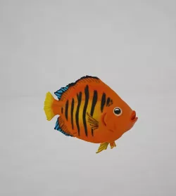 Flame Angelfish 3D model
