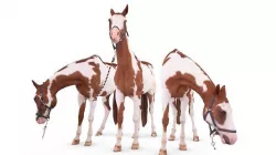 Horse 3D model