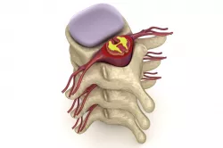 Human spine in details Low-poly  3D model