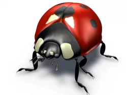 Ladybug 3D Model 3D model