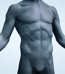 Male Torso 3D model