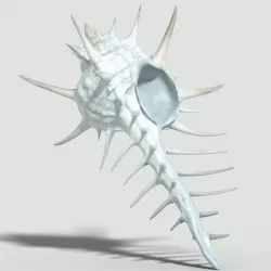 Murex Crassispina Rock Snail Low-poly  3D model