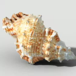 MURICIDAE Sea Shell Low-poly  3D model
