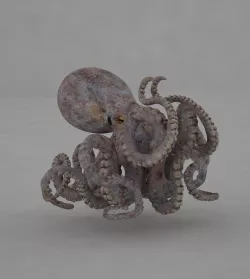 Octopus kraken 3D model