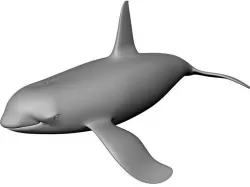 Orca 3D Model 3D model