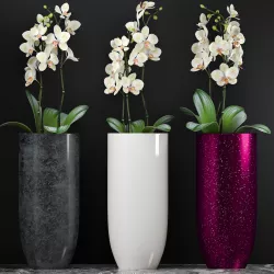 Orchid 3D model
