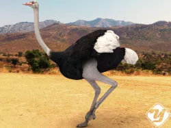 Ostrich Low-poly  3D model