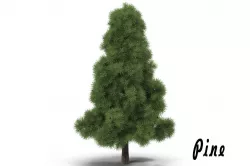 Pine tree 3D model
