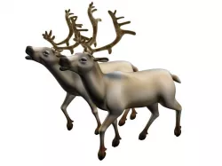 reindeer 3D Model 3D model