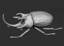 Rhinoceros Beetle 3D model