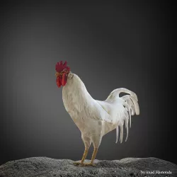 rooster  3d 3D model