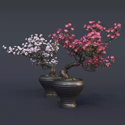 Sakura 3D model