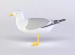SEAGULL 3D MODEL Low-poly  3D model