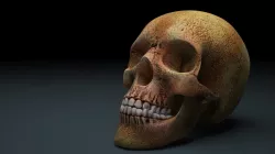 Skull 3D model Low Poly Low-poly  3D model