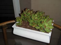 Traditional Bonsai Pot