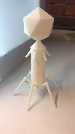 Bacteriophage