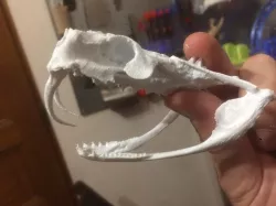 gaboon viper skull (no support)