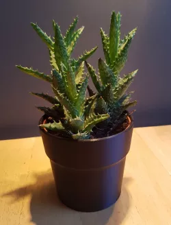 Simple Flower Pot (3 inch / 7.5 cm Tiny Flowerpot)