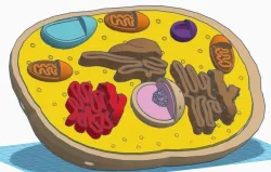 Animal Cell Model