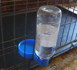 Dog water dispenser