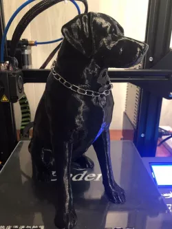 Labrador (Female)