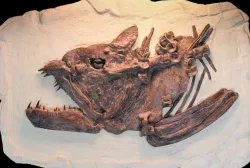 Xiphactinus Dinosaur Fossil