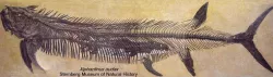 Xiphactinus Dinosaur Fossil (Complete)