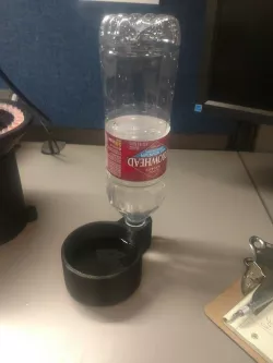 Arrowhead water bottle dog bowl