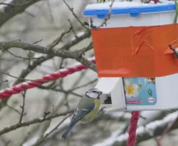 bird feeder