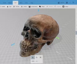 Decent Human Skull