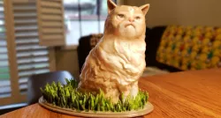 Grumpy Cat