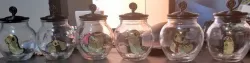 Hollow Knight Grubs in Jar Collection