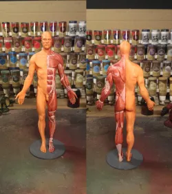 Anatomy reference