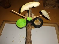 Bird perch snack feeder