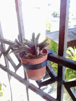 Small Plant/Pot Hanger