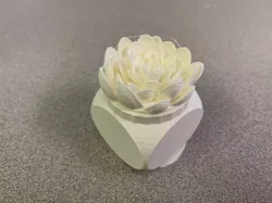 Succulent 