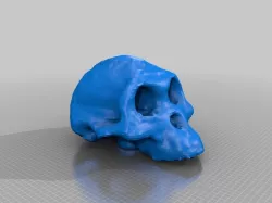 Australopithecus afarensis (Lucy) skull (3D scanned)