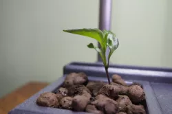 Hydroponic HackPot 