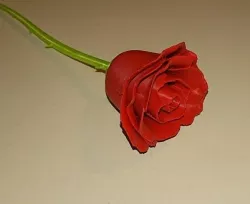Rose and stem