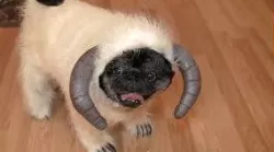 2019 silly yeti from Star Wars the cute silly ice dog planet